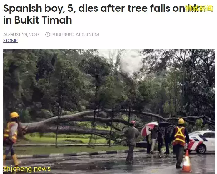 新加坡大樹又雙叒叕倒了！險砸5歲女孩，家長一定要注意