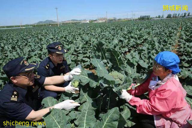 海关绿通在田间!锦州8.91吨保鲜西兰花出口新加坡
