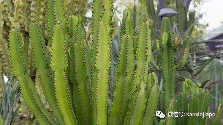 【下周活動】5新幣遊濱海灣花園!老曾記咖喱角免費吃