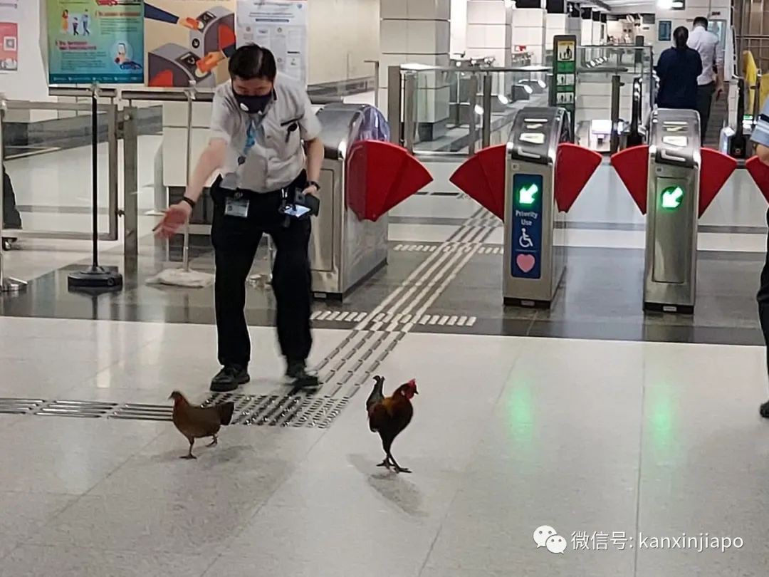 新加坡解封第一天，这些地方大排长龙，就连鸡也跑出来了......