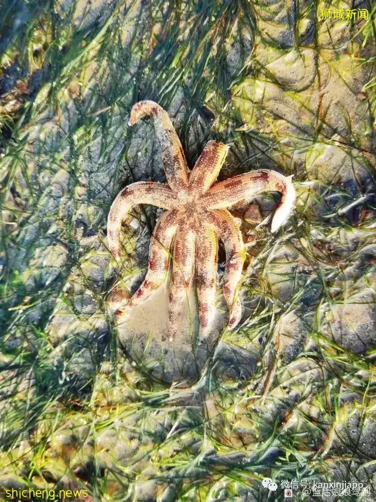 去樟宜海滩赶海吧,那里有最美的日出和从未见过的海洋生物