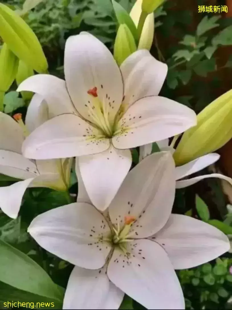 鮮花在熱帶也能養1個月？資深花友新加坡買花、養護大揭秘