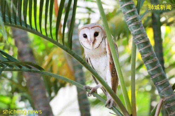 新加坡驚現人臉貓頭鷹！這些恐怖小動物，你碰到過嗎