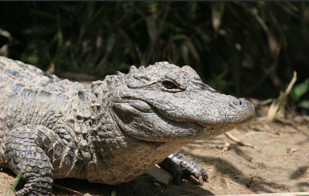 请勿随意放生!震惊新加坡的水怪实为入侵生物扬子鳄