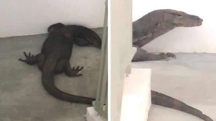 全民围观抓蟒蛇、抓蜥蜴！这样的新加坡有点刺激