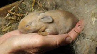 新加坡這種寵物身上,爆發比冠狀更嚴重的病毒