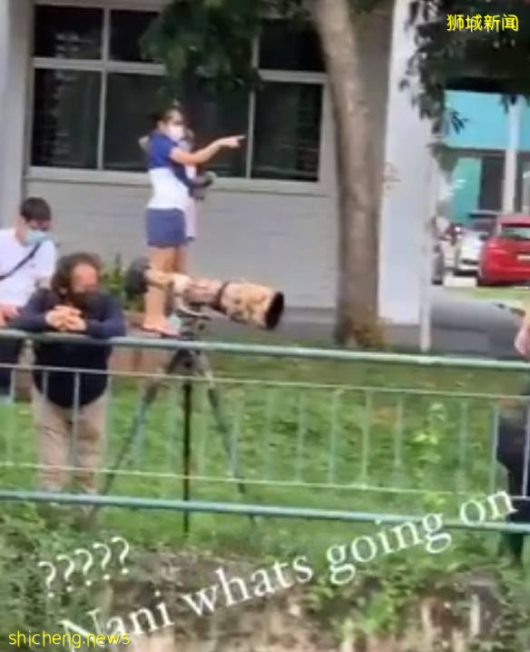 手持長槍短炮、無視安全距離，新加坡這群“瘋子”爲誰發瘋？命都不要了