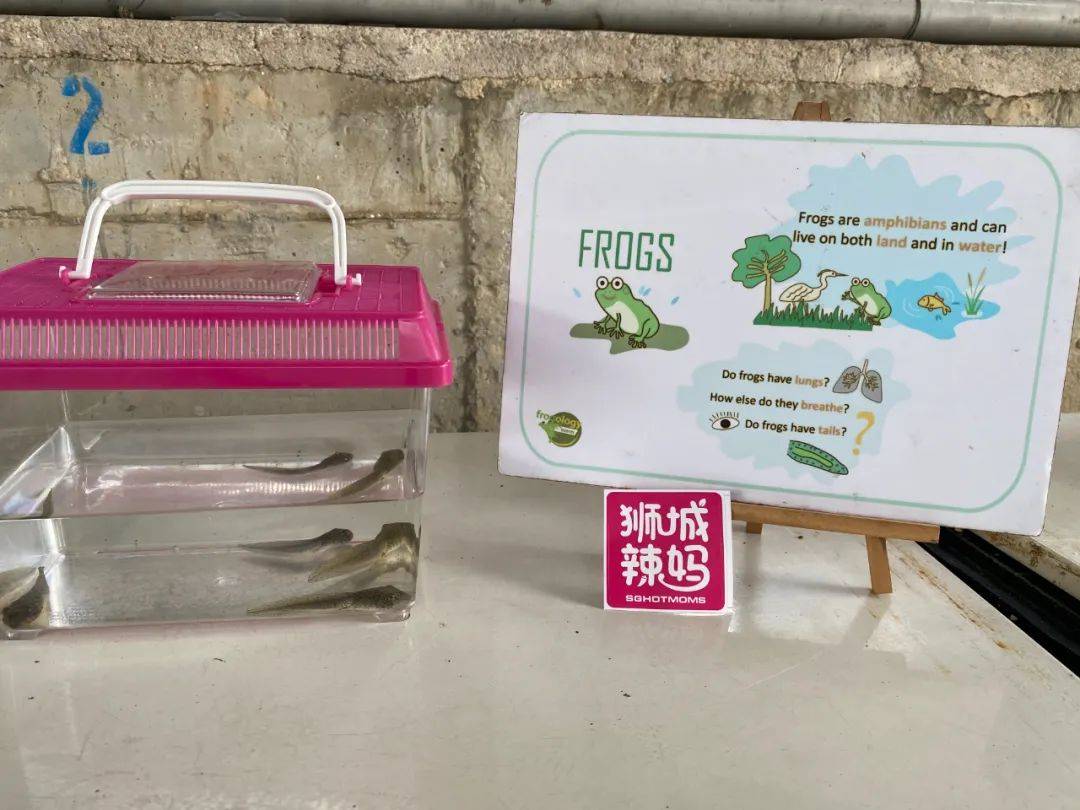 餵羊、擠奶、了解青蛙生長過程,新加坡的農場這麽牛