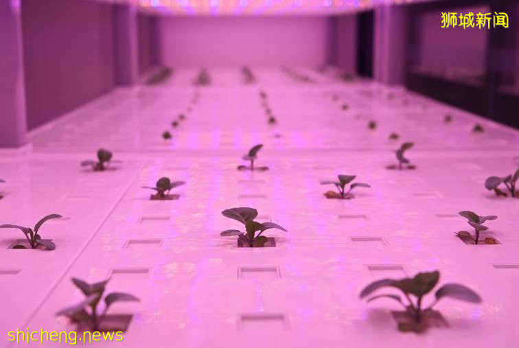 天呐！新加坡竟然新開了一家“農場圖書館”，太好玩啦