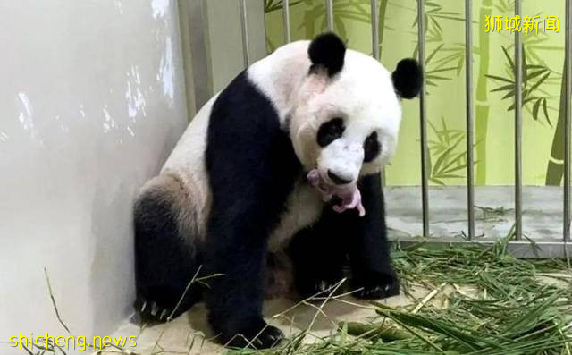 超超超超超甜,这也太好磕了吧