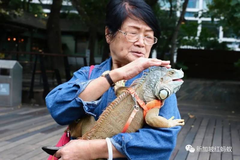 在台湾繁殖成灾的绿鬣蜥现身新加坡 需慎防外来物种入侵