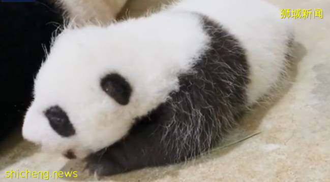 新加坡首只熊猫宝宝茁壮成长,一周就“胖了”七两
