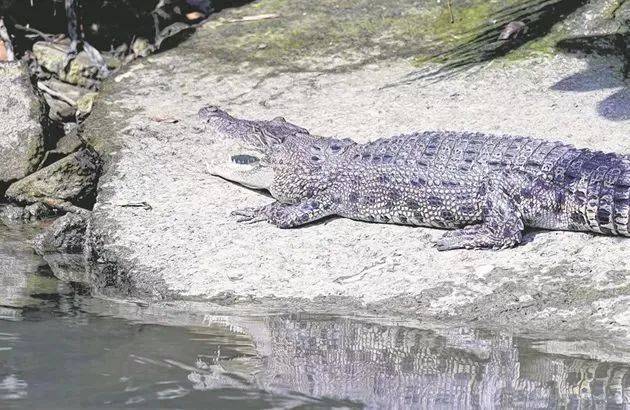 “惊!我在新加坡上厕所,竟然遇到了ta,差点吓尿!”