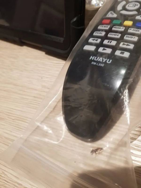 新加坡又一家五星级隔离酒店出现蟑螂,住客:10只活的+12只死的