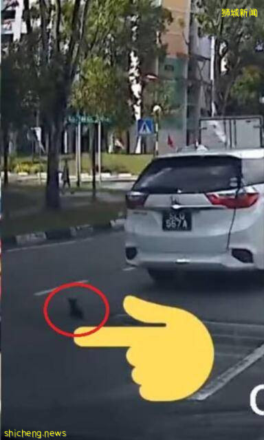 顽皮小猫在新加坡公路乱窜险丧车轮之下,众人停车“抓喵喵”爱心满满