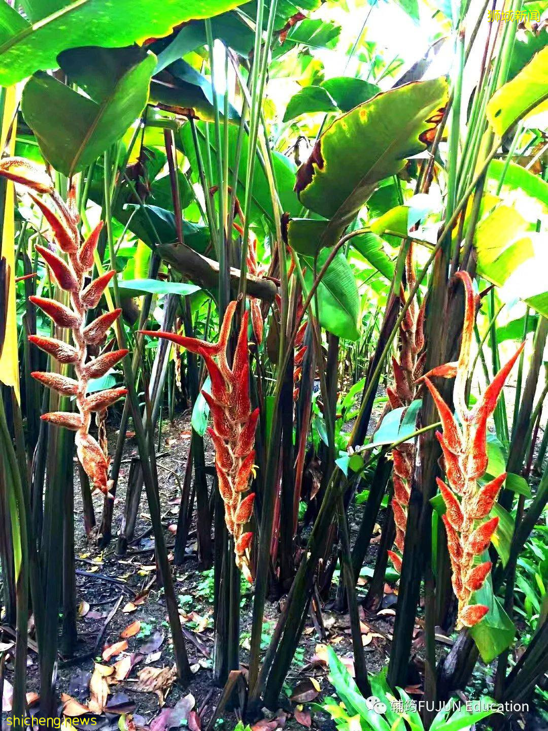 跟着小筠去游“新马”——新加坡吃喝玩乐(中篇)