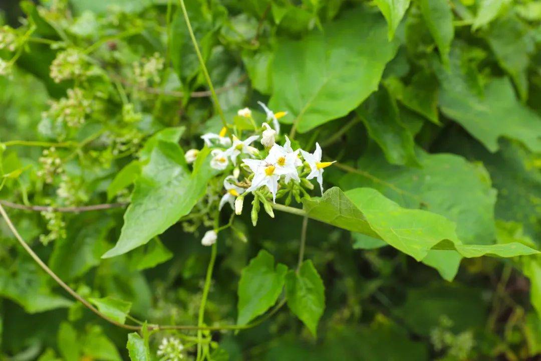 3天小長假！請來新加坡最美的濕地，超500種熱帶動植物免費看