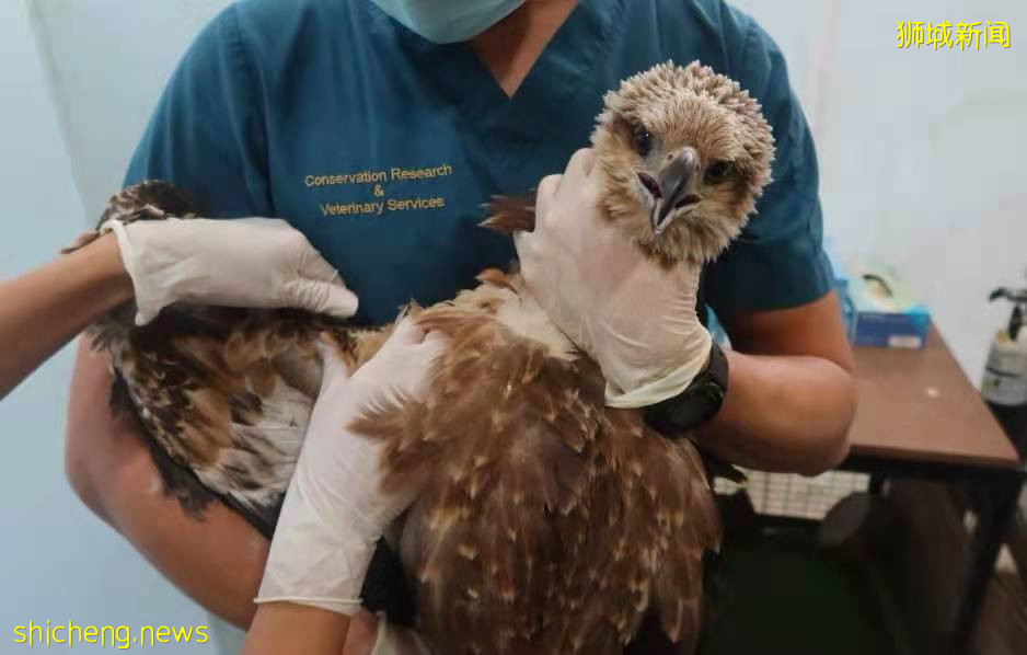 钓鱼人要注意,收好你们的鱼线鱼钩是对新加坡野生动物最好的爱护