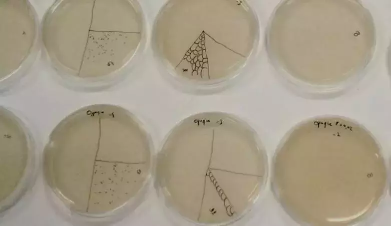 性感模特的皮衣是蘑菇做的?新加坡用树叶做面料?太颠覆啦