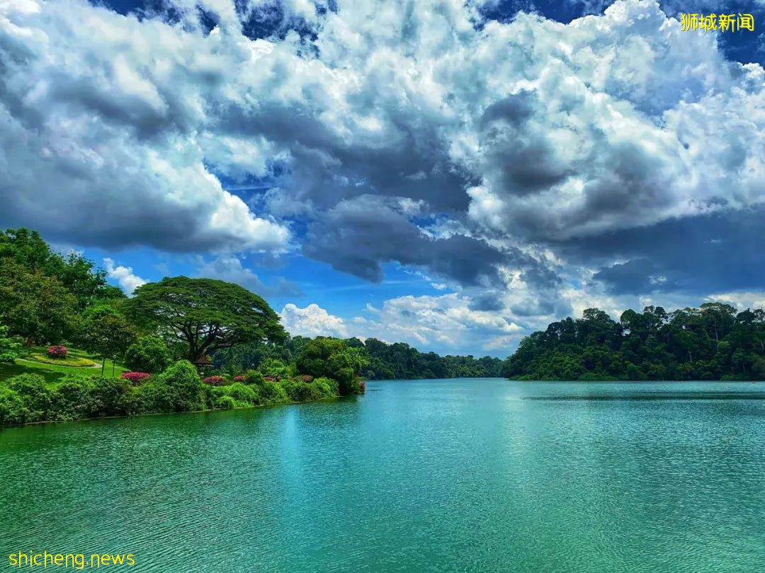 新加坡超火徒步路线!树梢吊桥、水映花树、长尾猴、松鼠、巨蜥,太美了