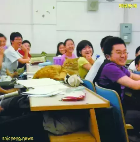 在新加坡，你見過熱戀中的水獺嗎