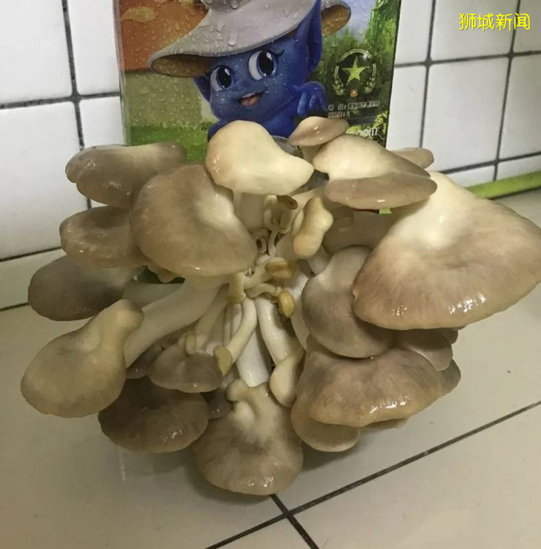 新加坡大雨一直下,媽媽這個是啥蘑菇?能吃嗎?額