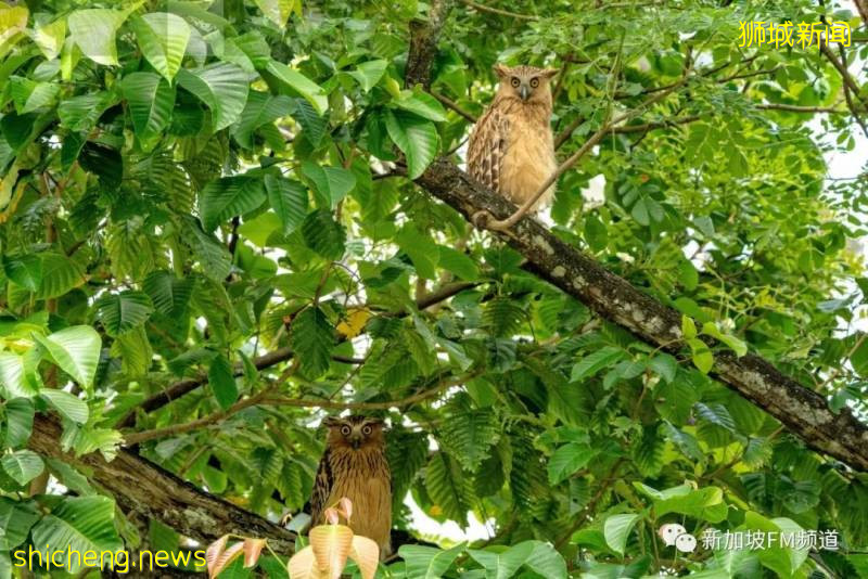 超可愛~ 有人在義順拍到珍稀貓頭鷹啦!