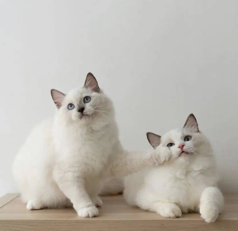 治愈系的它看一眼就愛不釋手！新加坡撸貓撸狗地圖來咯