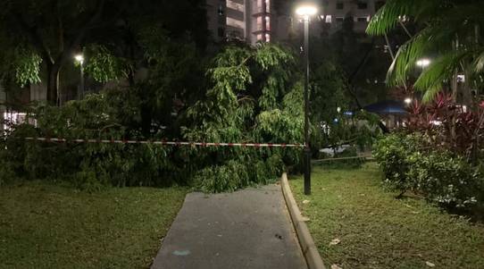 “天上掉大树”,砸坏新加坡儿童游乐场