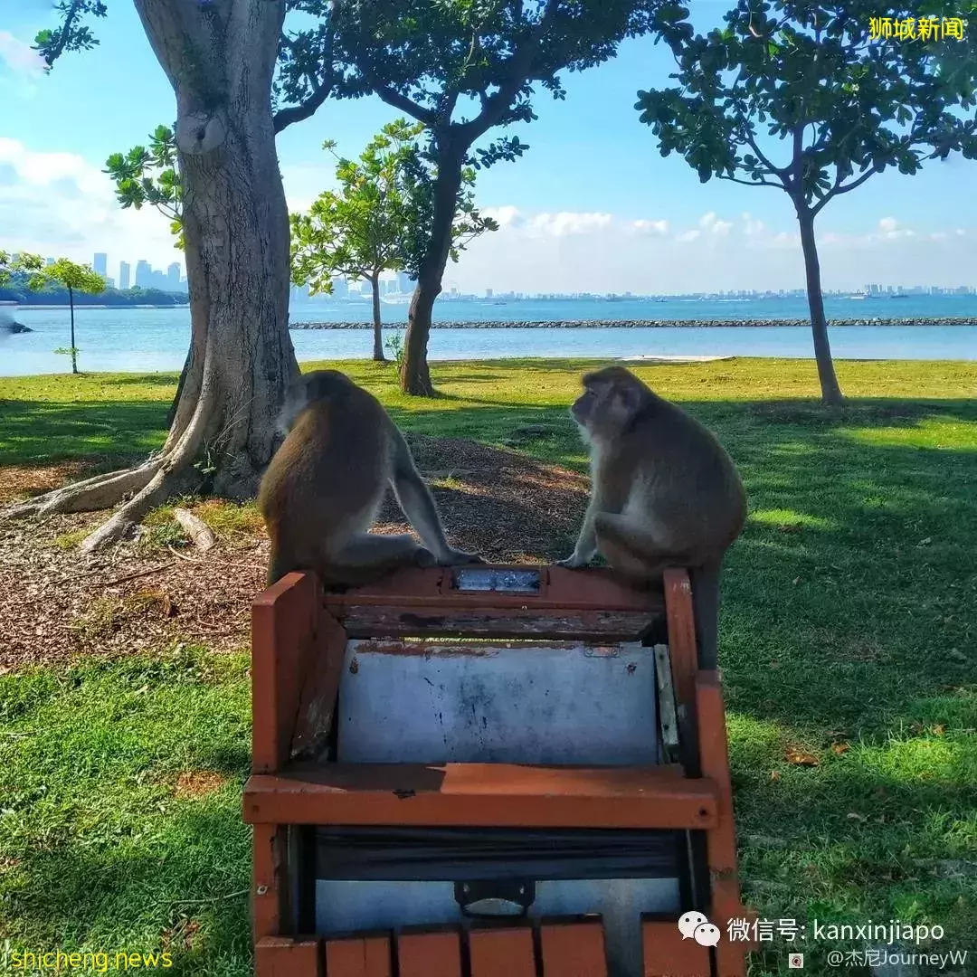 新加坡离岛攻略,半个多小时便能收获美景天堂