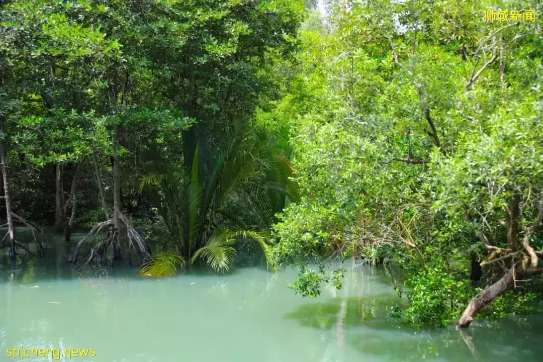 4天小長假!請來新加坡最美的濕地,超500種熱帶動植物免費看