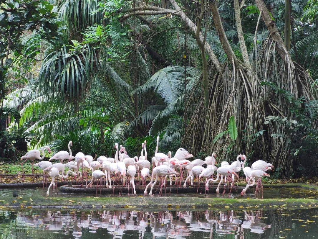 免費送票!帶倆娃嗨翻亞洲最大飛禽園,400多種5000多只鳥,一路驚喜不斷