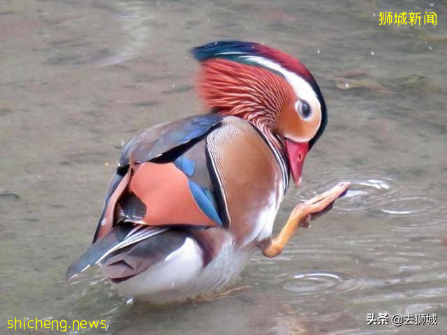 轰动新加坡的中国鸳鸯再遭“通缉”,“冷漠”的当地人齐心护鸟