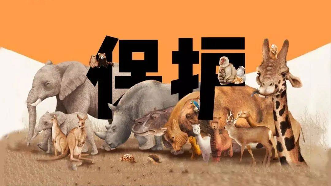 萌翻了~新加坡動物園迎來新生寶寶！長得像佩奇，珍貴賽熊貓