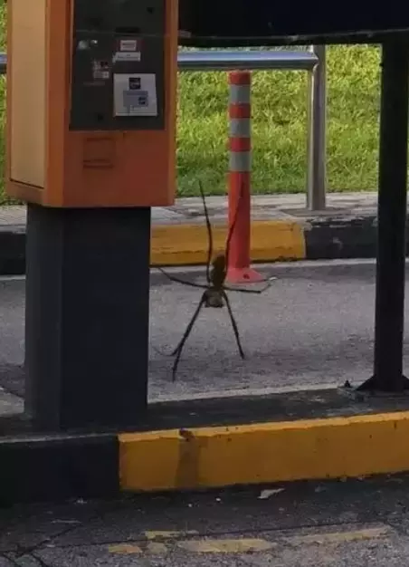 比手掌还大的蜘蛛!新加坡邻里惊现超大猎人蛛