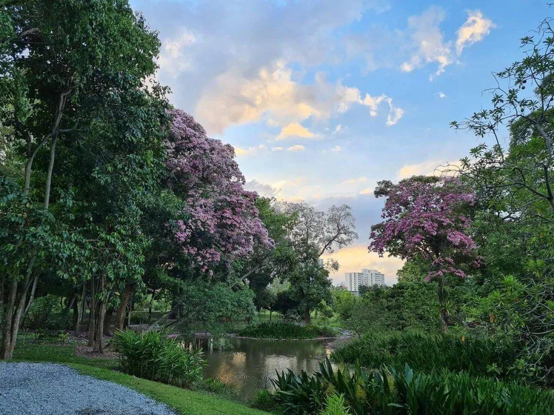 新加坡這些“櫻花公園”火了！$2起限定美食，別讓粉色季節白白溜走啦