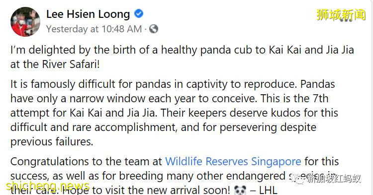 新加坡總理和民衆同歡慶：“新加坡制造”熊貓寶寶誕生了