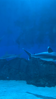 年末假期，教你如何在新加坡找“雪花”、小黄人和圣诞老公公！