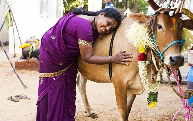 爲什麽新加坡小印度這個禮拜這麽熱鬧？龐格爾節了解一下