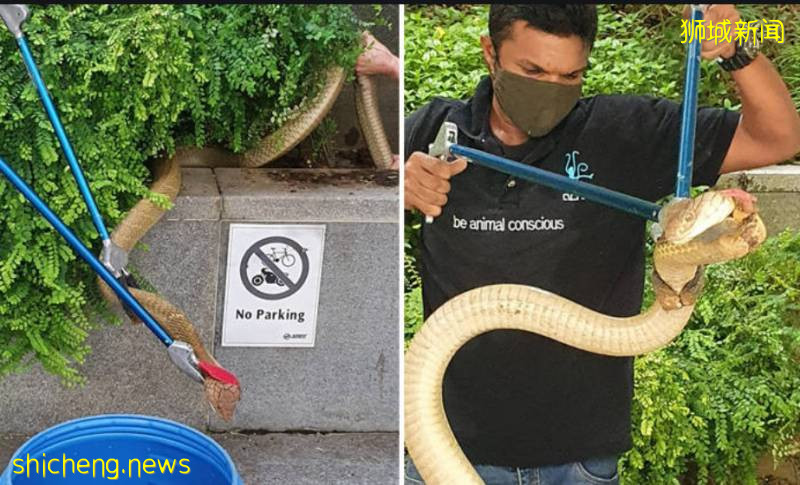 解封後，新加坡有“一對情侶”在馬路上沒戴口罩，公然擁抱!