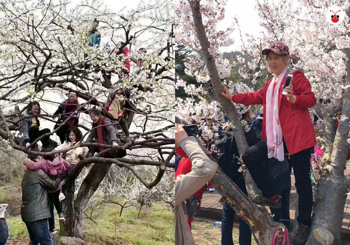 春天赏樱季 中国树上开满的却不是花是大妈