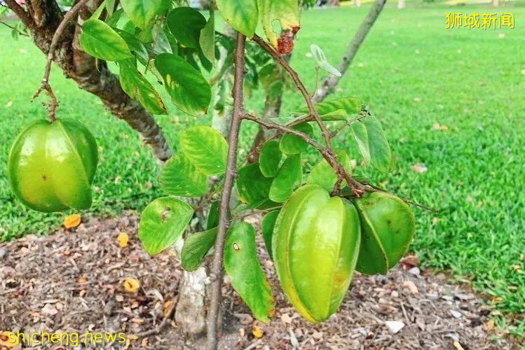 不能出国，坡里这些美食美景让你假装在国外