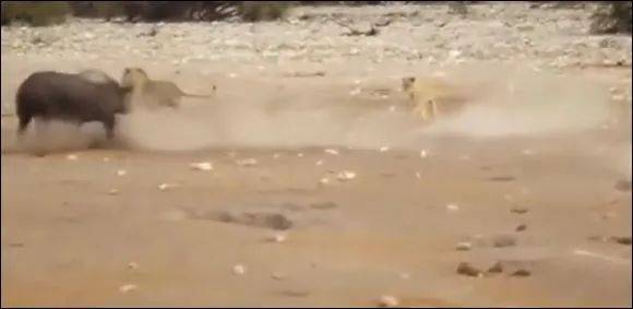 为了火,玩命了!新加坡小伙为拍短视频跳进犀牛圈里