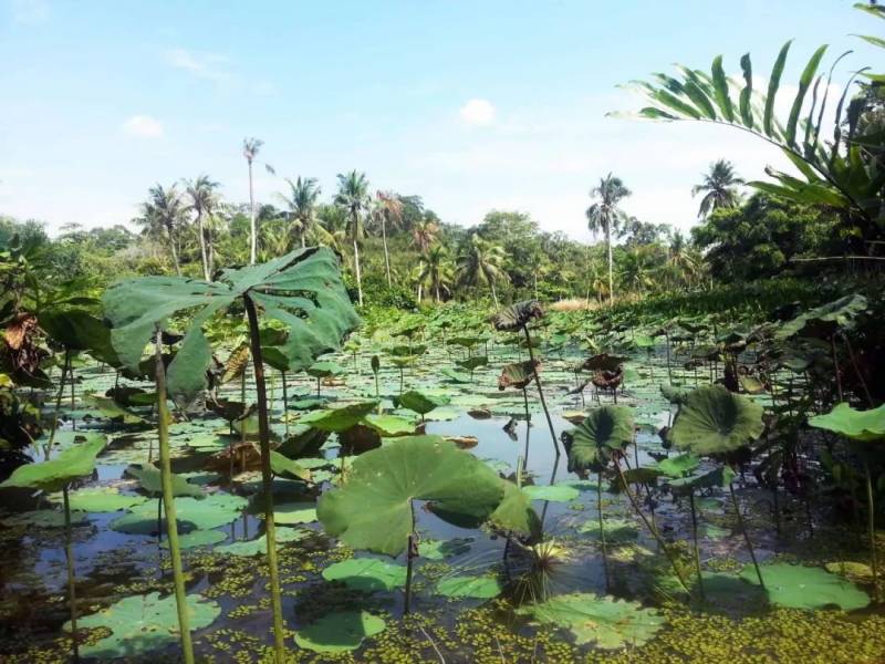 省钱！新加坡5个最美离岛攻略，花十几新币仿佛“出国游”