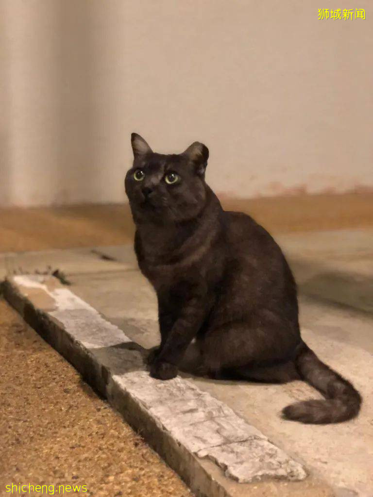 《南洋理工大學撸貓指南》