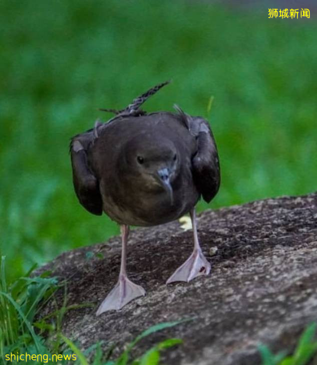 新加坡民众发现罕见海鸟曳尾鹱,可惜无法救回