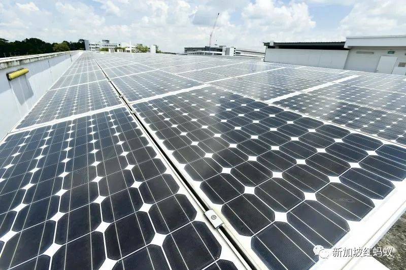 不只保家衛國，新加坡武裝部隊現在連綠色資源也得守護了