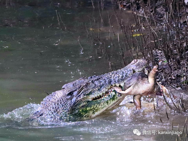险象环生！10只水獭在乌节路横冲直撞，差点被多辆车撞上