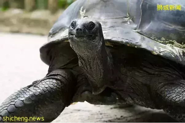 犀牛、大象、长颈鹿……在新加坡动物园都可以0距离接触啦