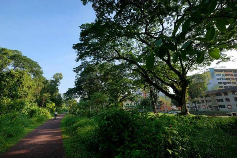 “這裏做的都是熟客，熟到掉下來啦”——逼近搬遷死線的新加坡‘老人區’長啥樣